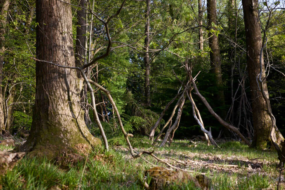 dog friendly walks in the Forest of Dean