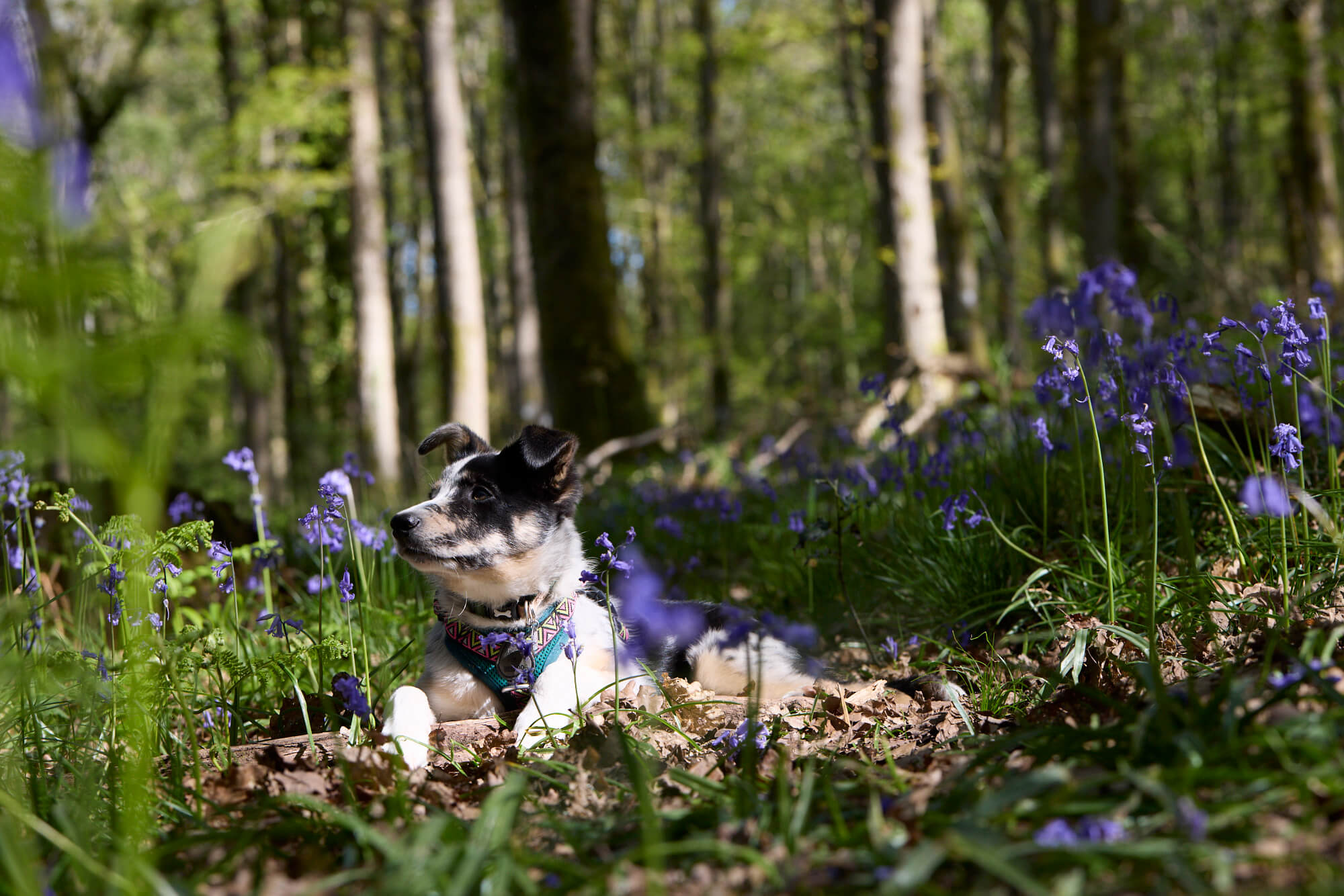 dog-friendly-holiday-forest-of-dean