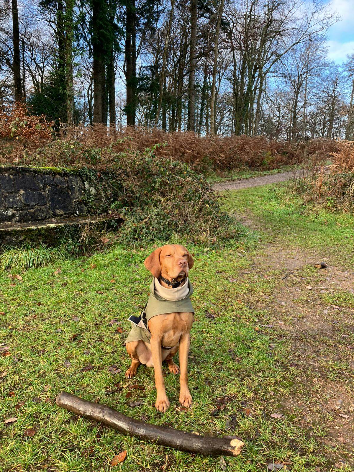 dog-friendly-holiday-forest-of-dean